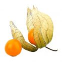 Caixa fresca Physalis 100g