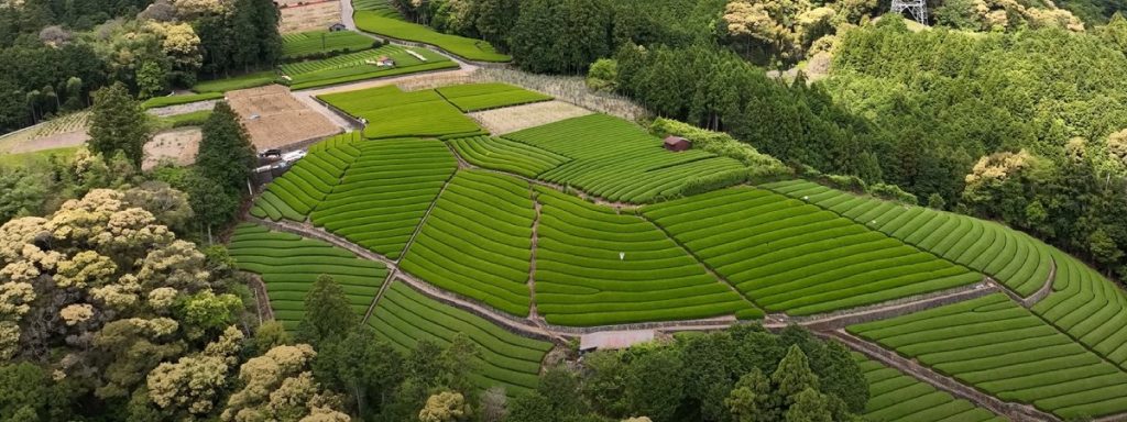 Plantación de té matcha