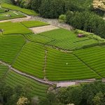 Plantación de té matcha