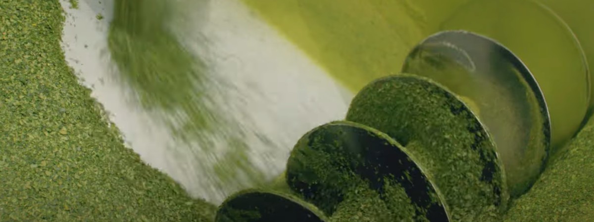 proceso de molienda del té matcha